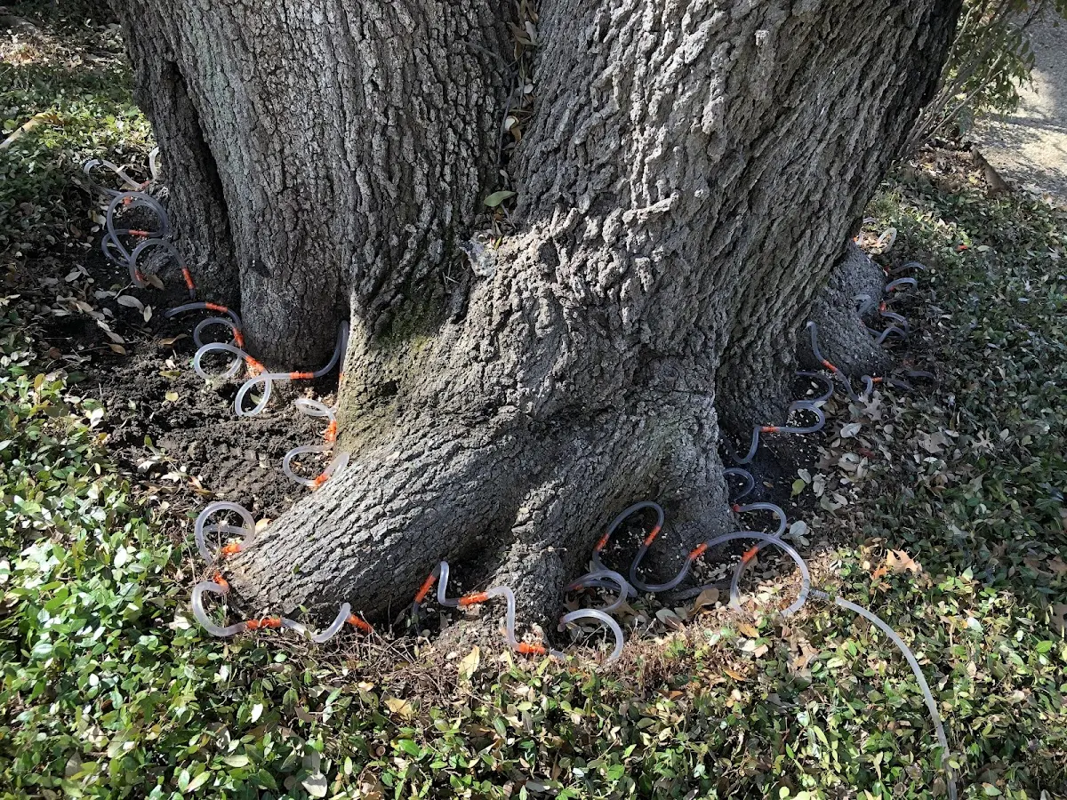 Detailed Tree Cabling and Bracing job site in Caneyville