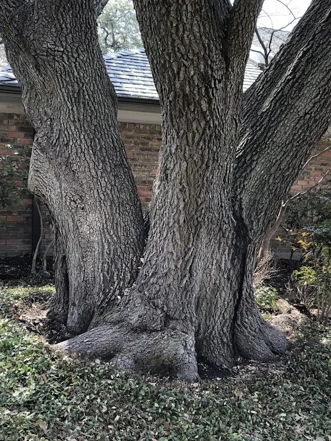 Mature heritage tree close to a Caneyville property cared for by certified arborists